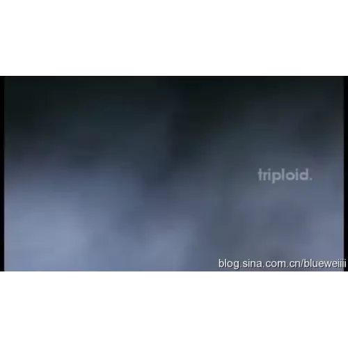 Triploid by Tim Strobel & Matthias Dengler