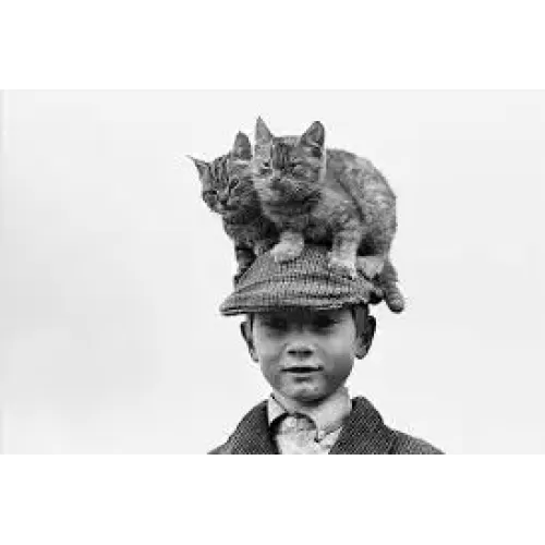 C.L.R. Cat Like Reflexes by Dan Hauss