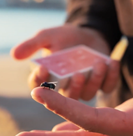 The FLY LITE by Marcos Waldemar & Invisible Compass